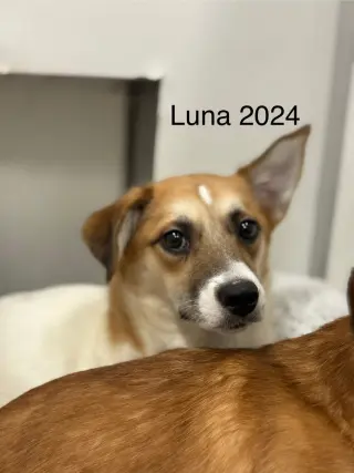 Luna 2024