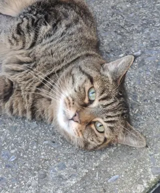 Freddie