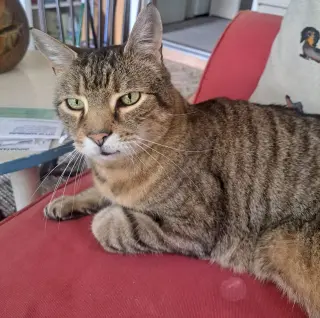 Albert