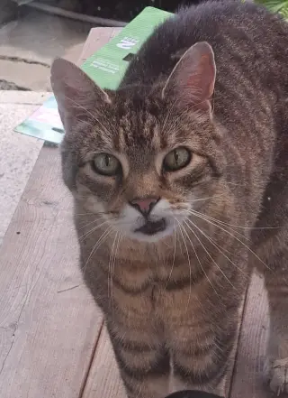 Albert