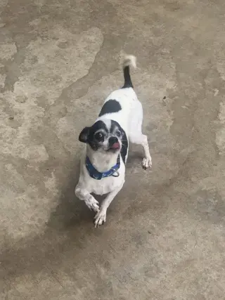 Rebel