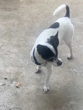 Rebel