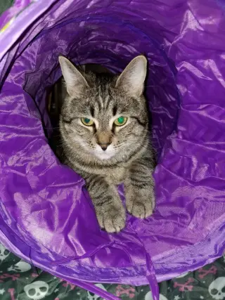 Finn (Courtesy Post)