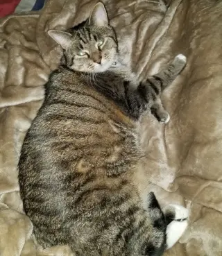 Athena (Courtesy Post)