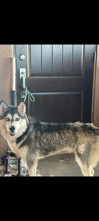 KAYA