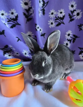 Jilly