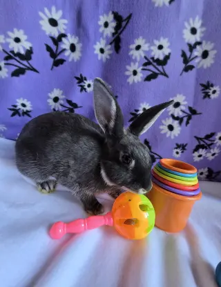 Jilly