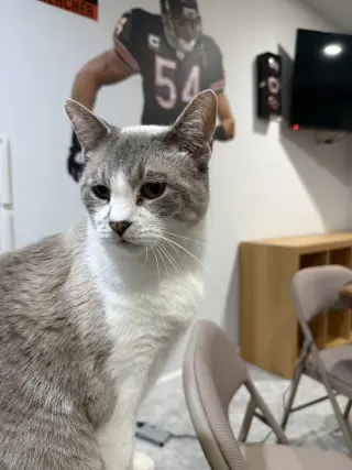 Petunia
