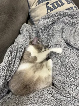 Petunia