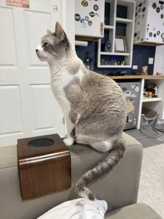 Petunia