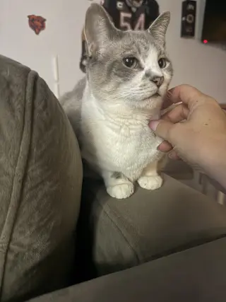 Petunia