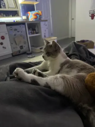 Petunia