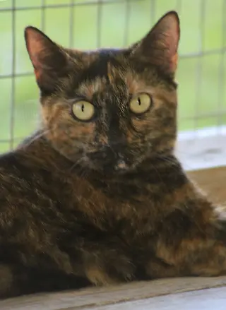 Marsha