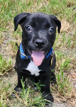 Elphie