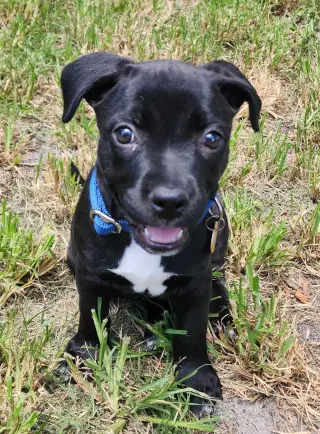 Elphie