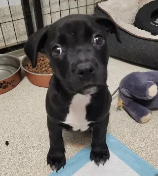 Elphie
