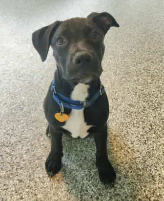 Elphie