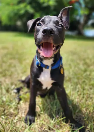 Elphie