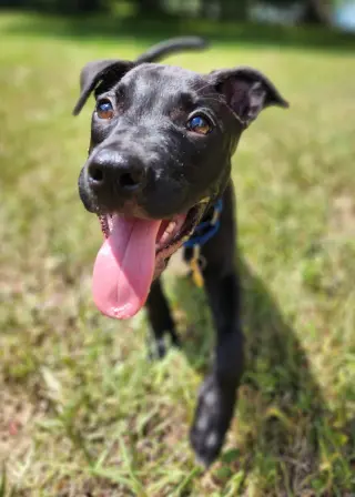 Elphie
