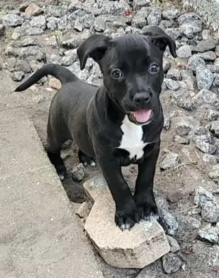 Elphie