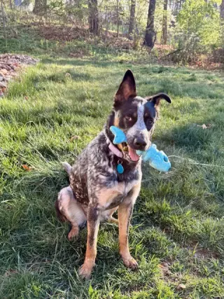 Rosie