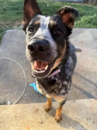 Rosie