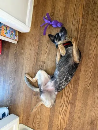 Rosie