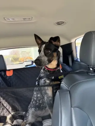 Rosie