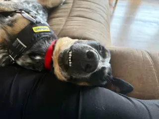 Rosie