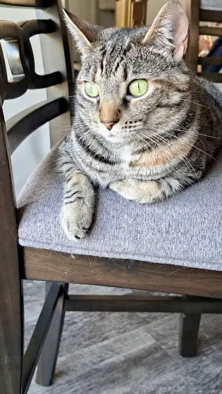 CAT - TILLY