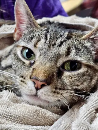 CAT - TILLY