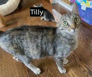 CAT - TILLY