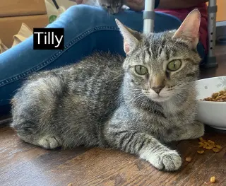 CAT - TILLY
