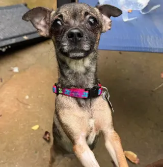 Cici