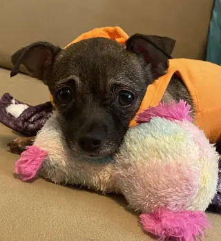 Cici