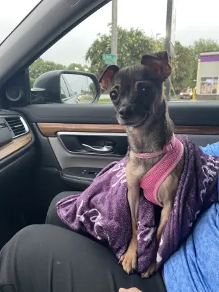 Cici