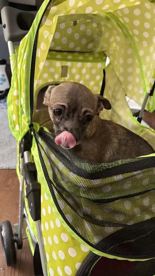 Cici