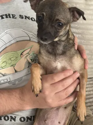 Cici