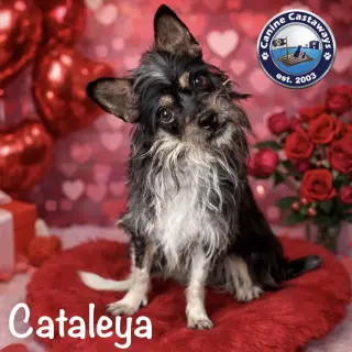 Cataleya