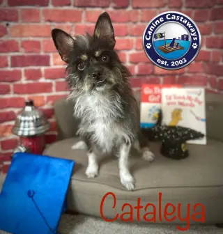 Cataleya