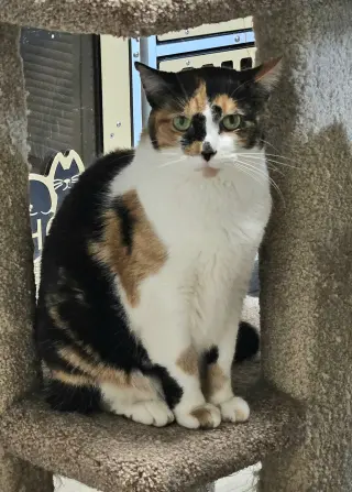 Sylvie