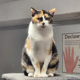 Sylvie
