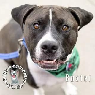 Baxter