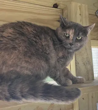 Kitty Hawk