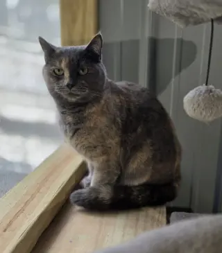 Kitty Hawk