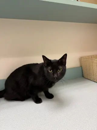 Midnight Blue (Must be adopted w Tilt)