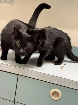 Midnight Blue (Must be adopted w Tilt)
