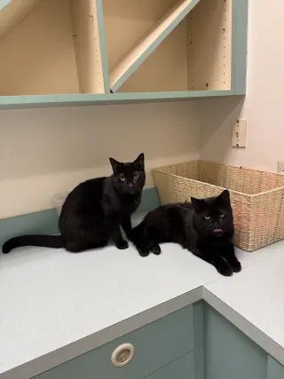 Midnight Blue (Must be adopted w Tilt)