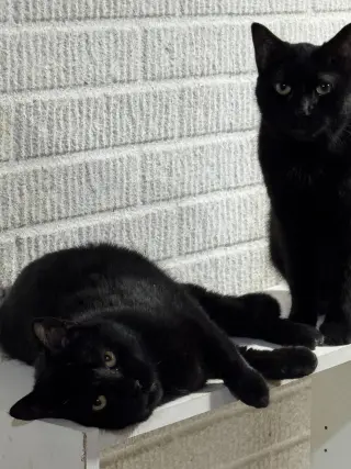Midnight Blue (Must be adopted w Tilt)