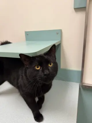 Tilt (must be adopted w Midnight Blue)